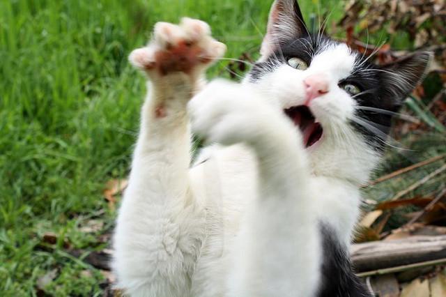 Cat MTY3NjQ1Mw