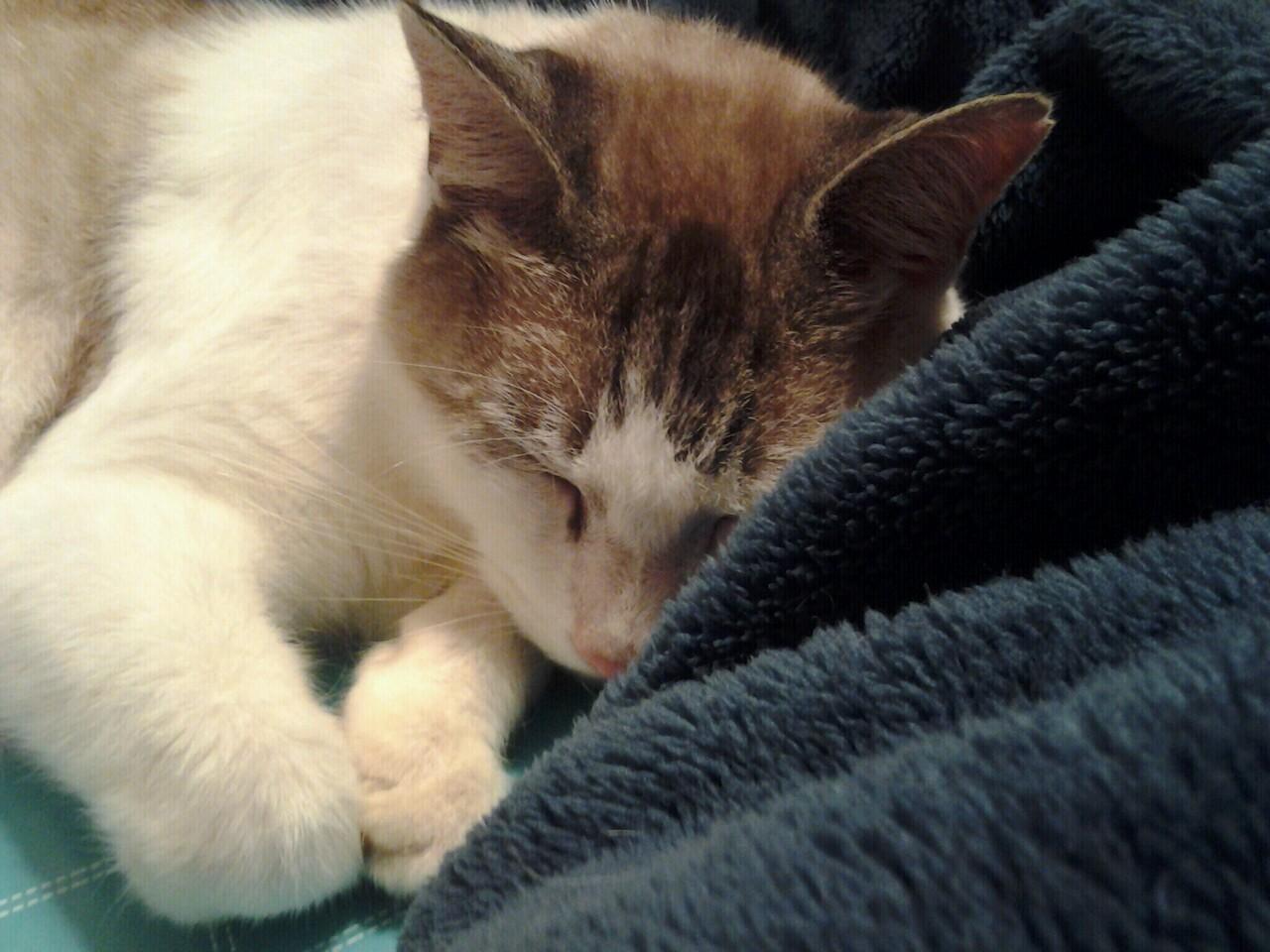 Cat MTY3Njg2OQ