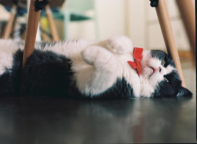 Cat MTY3NzYzMg