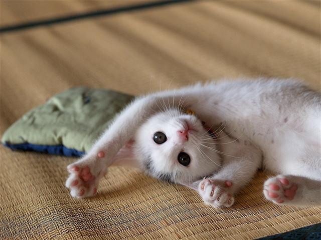 Cat MTY3ODE2MA