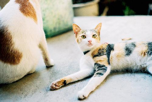 Cat MTY3OTg4Nw