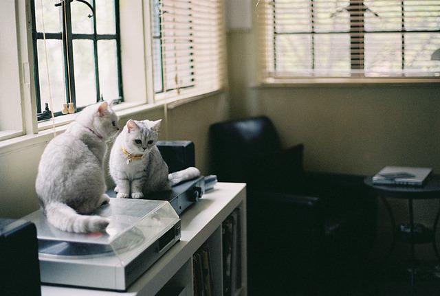 Cat MTY4MDU5MA