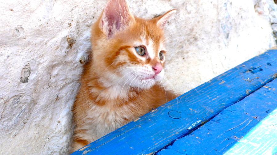 Cat MTY4MDkyOA
