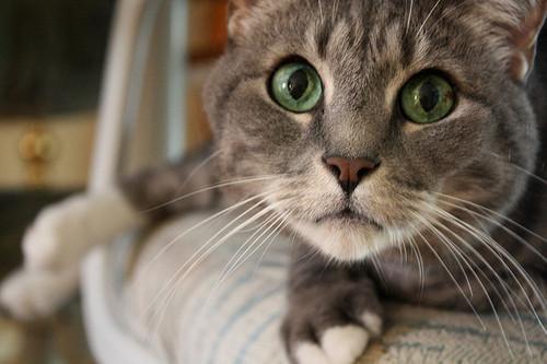 Cat MTY4MTIyNA