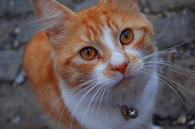 Cat MTY4Mzg3OQ