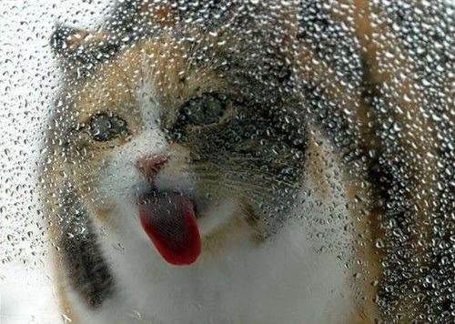 Cat MTY4NDYzNw