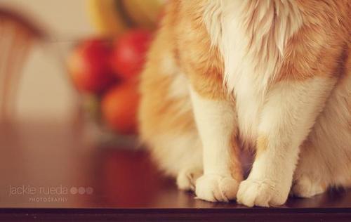 Cat MTY4NzI0Ng