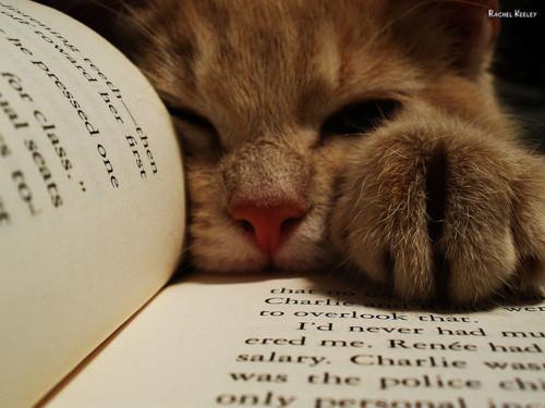Cat MTY4ODAyMQ