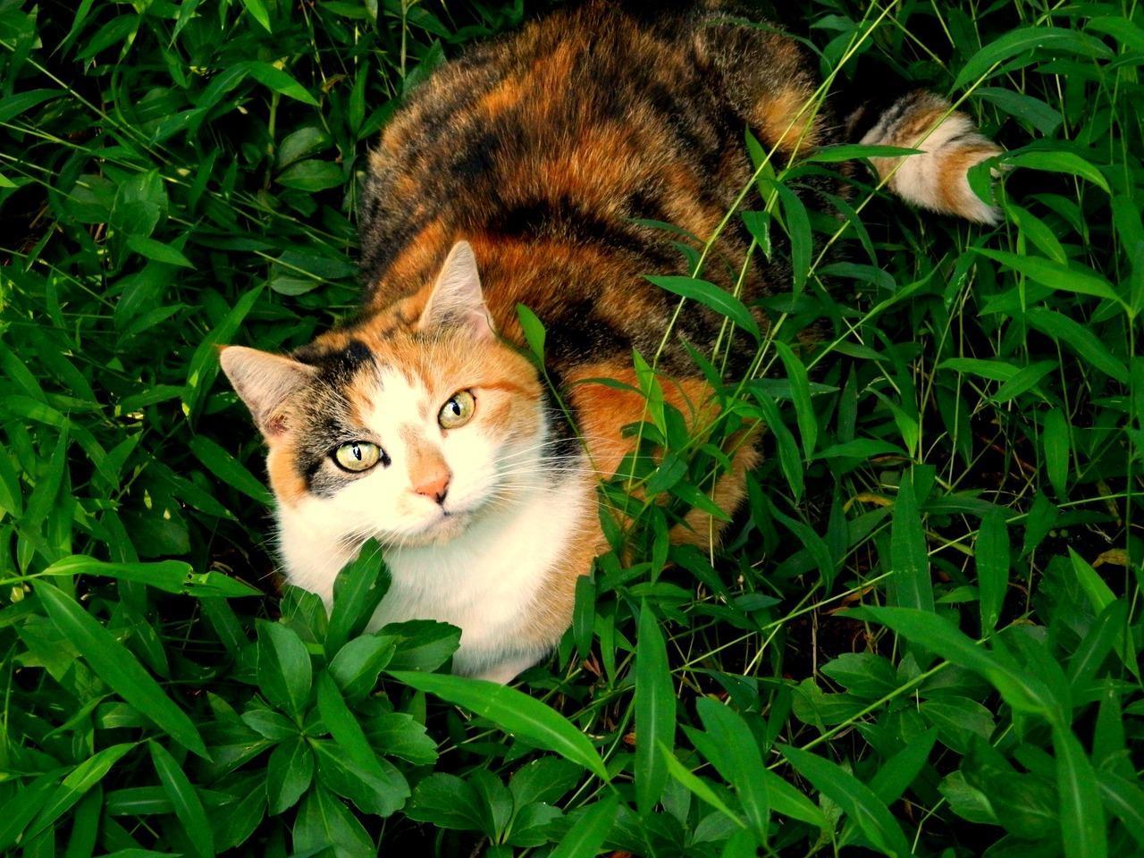 Cat MTY4OTM4MA
