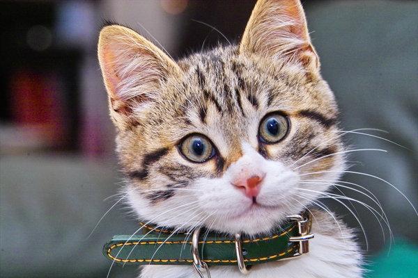 Cat MTY5MTY5OQ