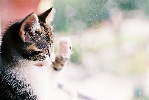 Cat MTY5NDczNA