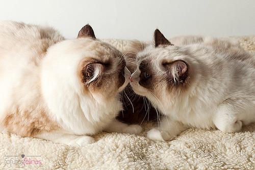 Cat MTY5NjAwOQ