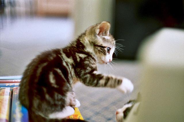 Cat MTY5Njc5Mg