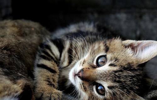 Cat MTY5Nzk4OA