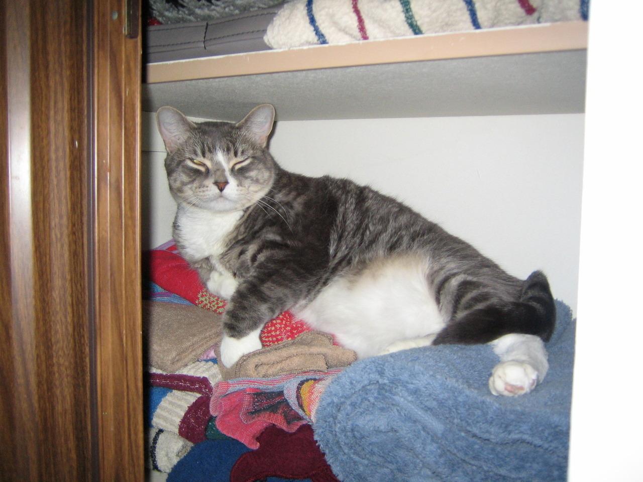 Cat MTYwNDgxNg