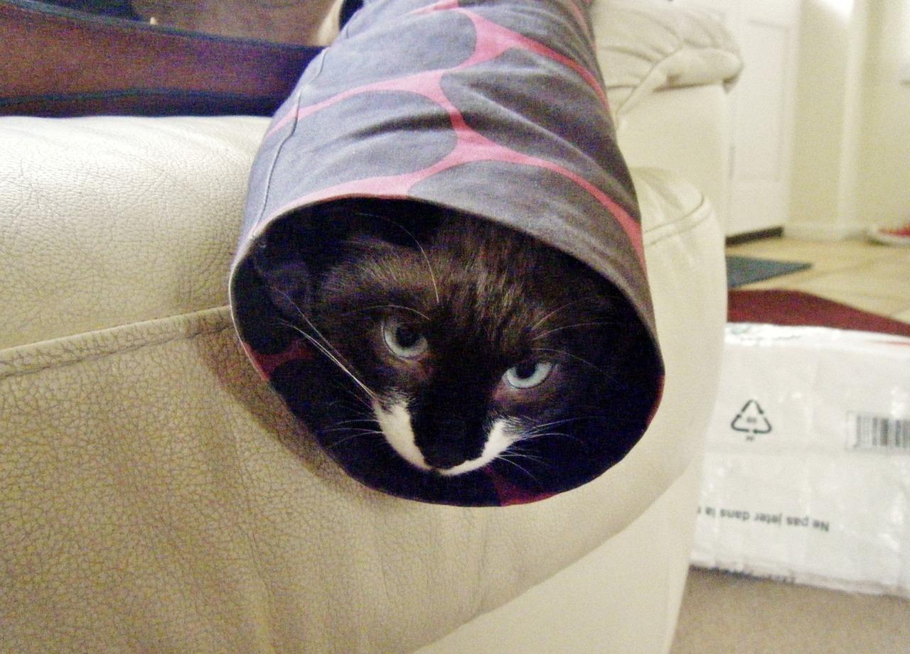 Cat MTYwNjI1Ng
