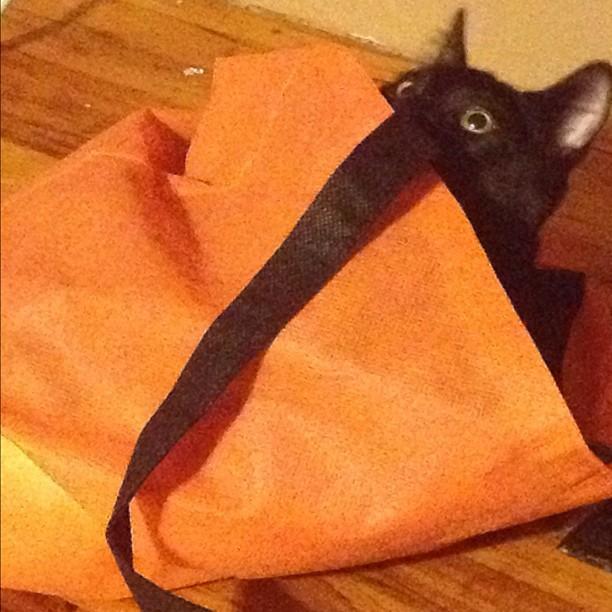 Cat MTYwNjU5OA