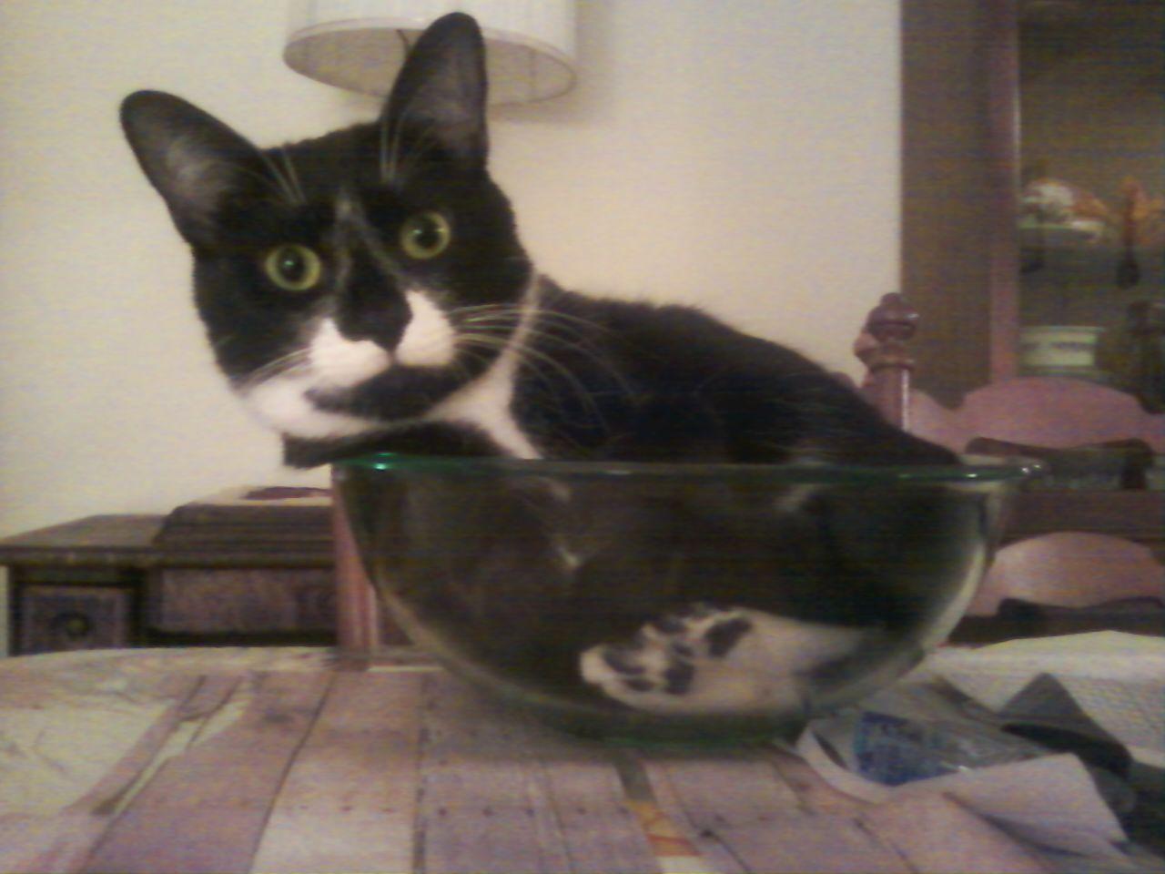 Cat MTYwNzgyMA