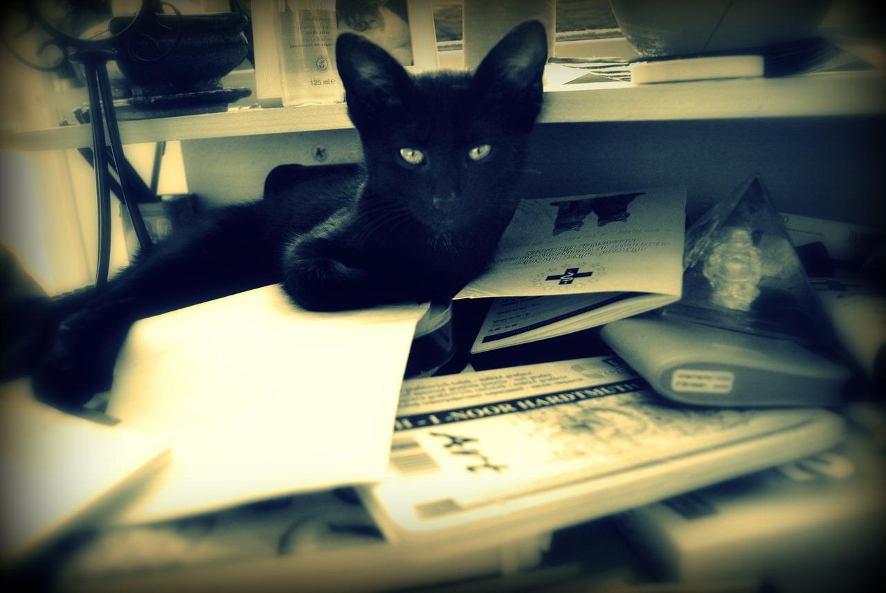 Cat MTYwNzk5MA