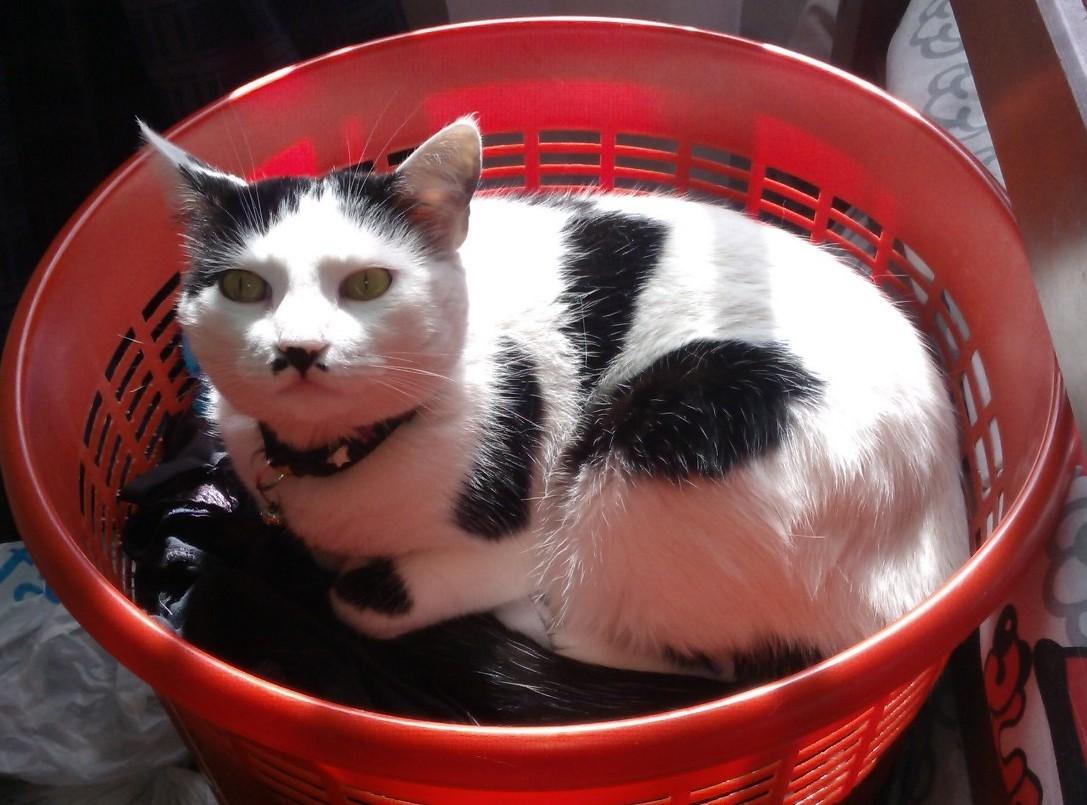 Cat MTYwODQ4OQ