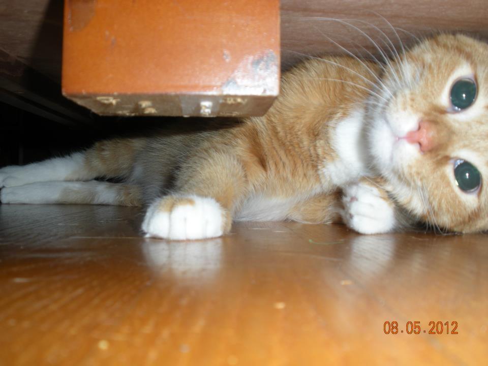 Cat MTYxMTE2Mg