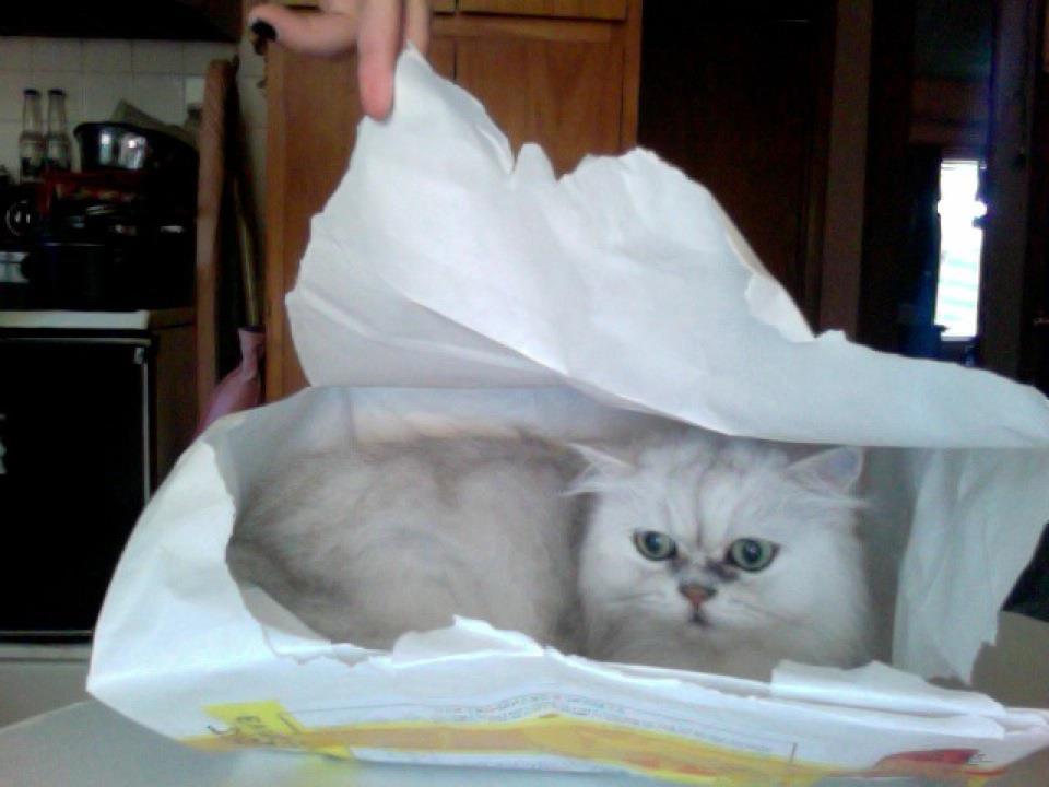Cat MTYxMjQ0OA