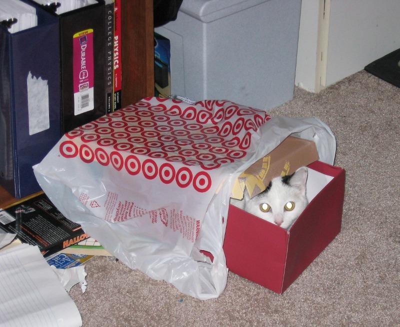 Cat MTYxMjY2MA