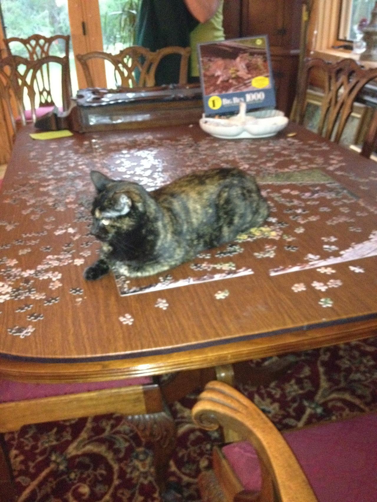 Cat MTYxMjc1OQ