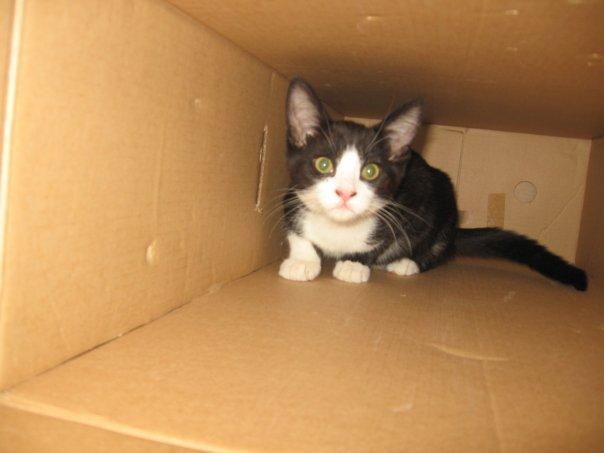 Cat MTYxMzc1Nw