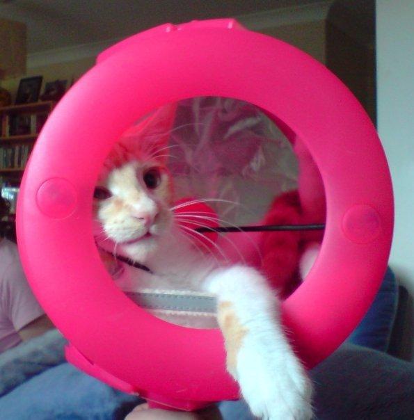 Cat MTYxNTEwNA