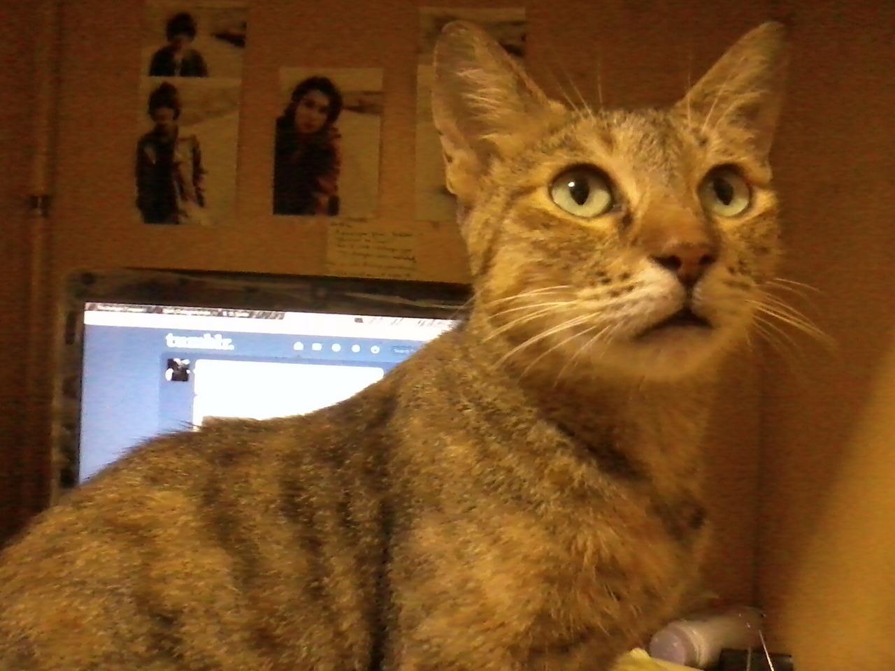Cat MTYxNTQ5Mg