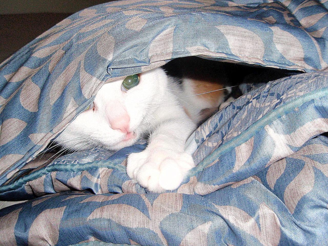 Cat MTYxNTg5MA