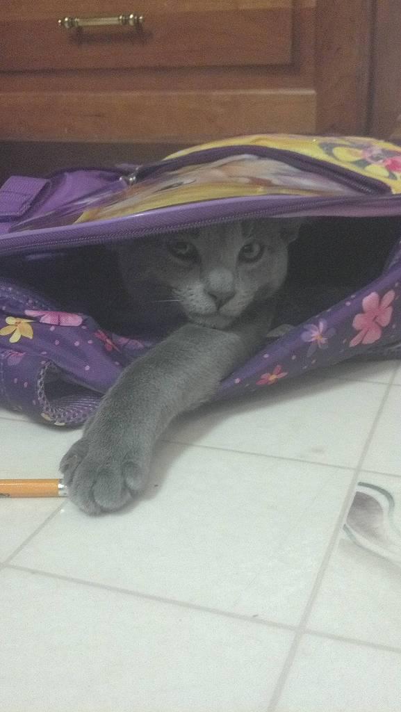 Cat MTYxNjU3NQ