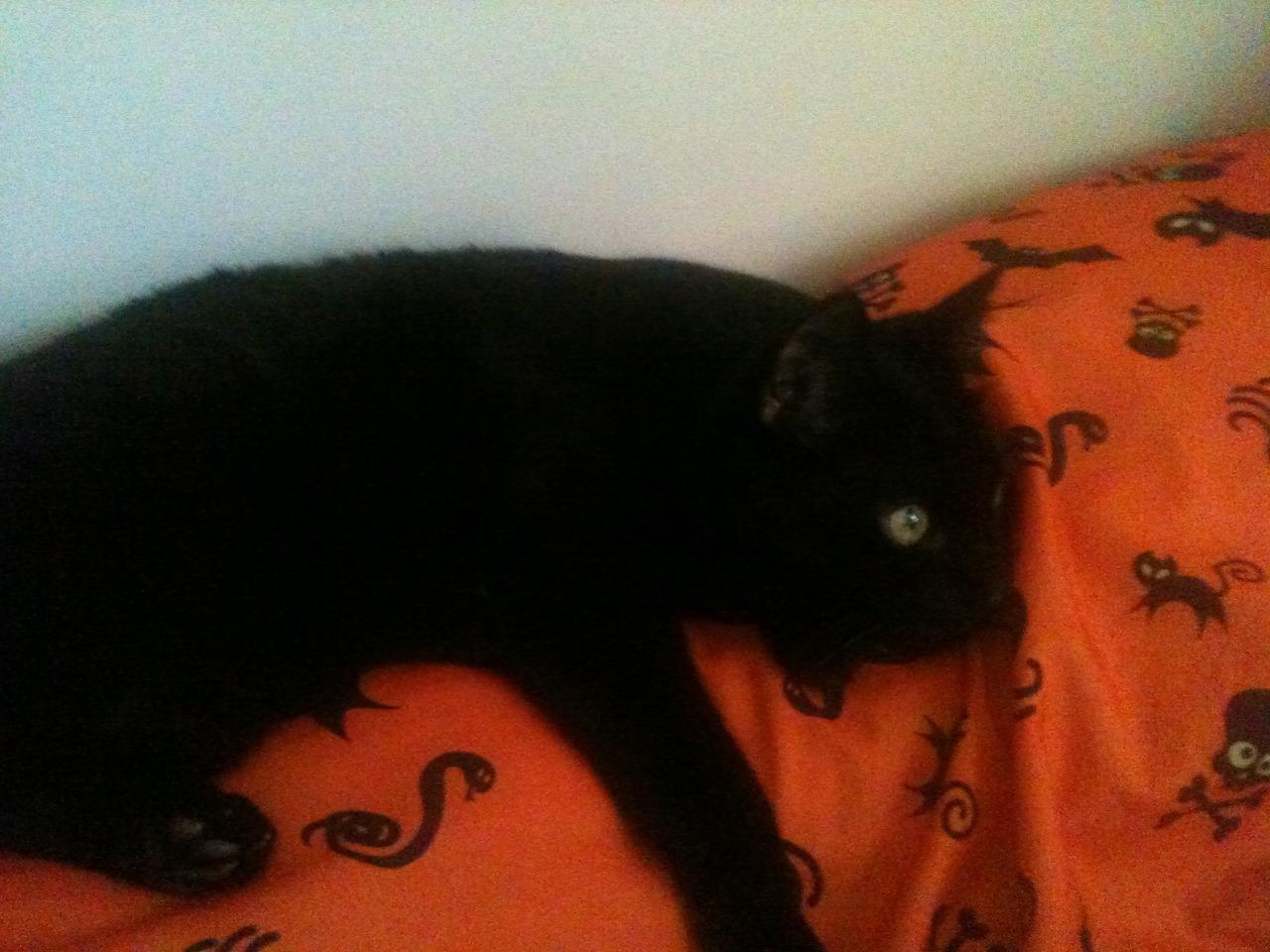 Cat MTYxNzIwNg