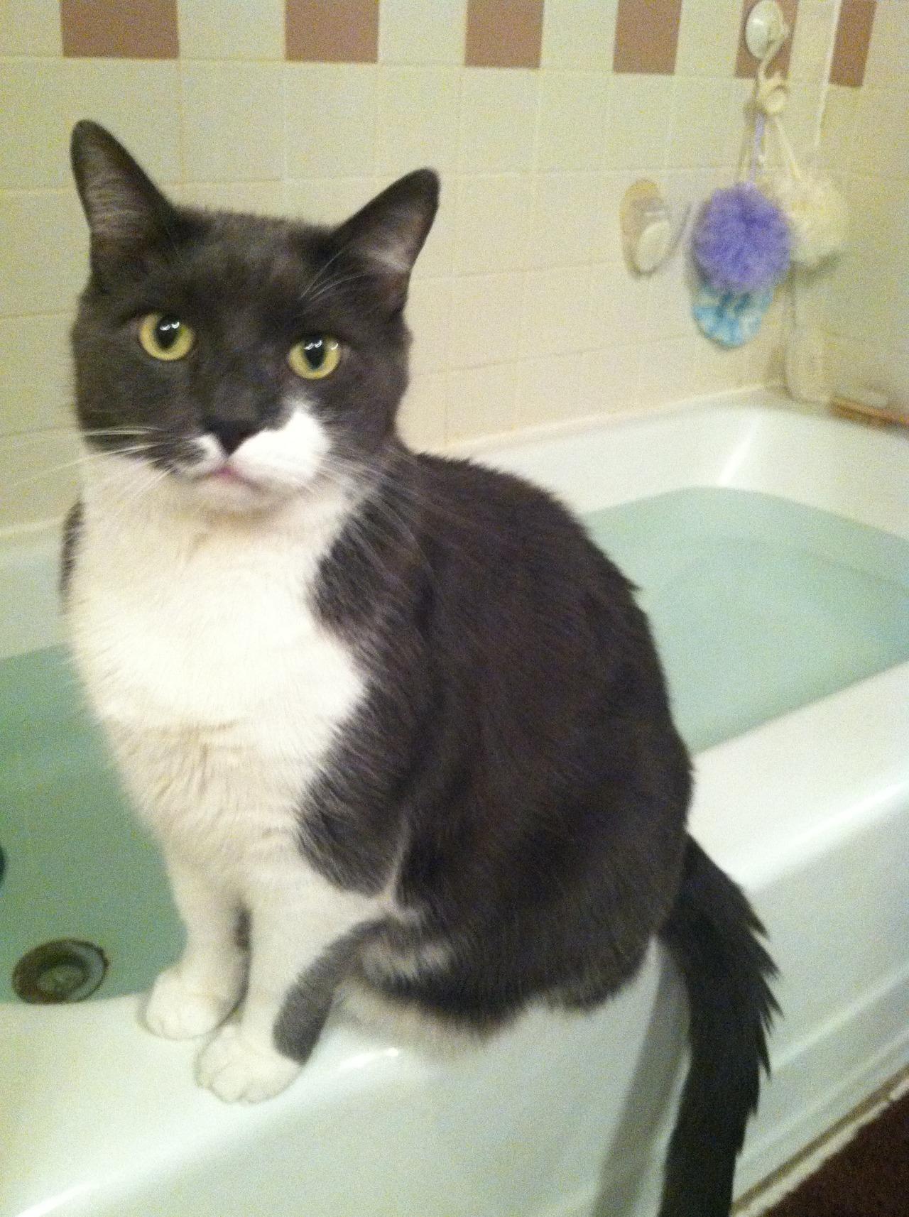 Cat MTYxNzMzOA