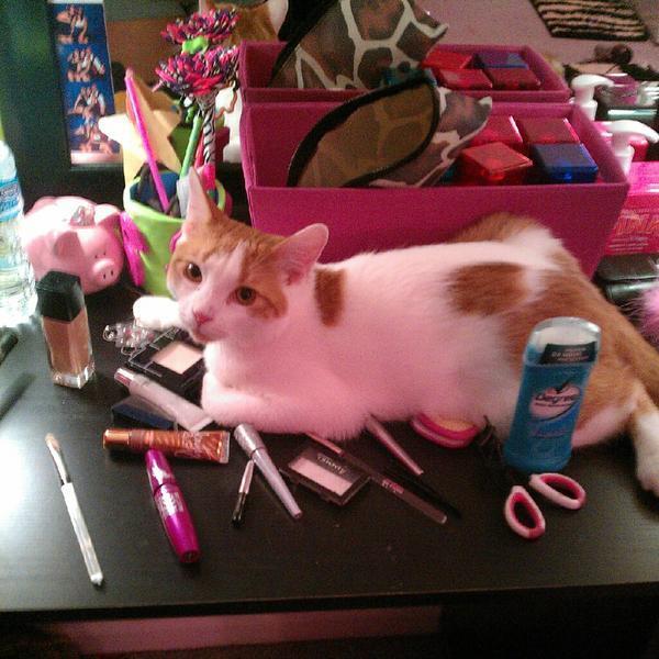 Cat MTYxNzUwOA