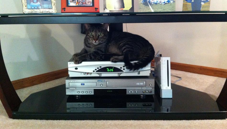 Cat MTYxNzk3Ng