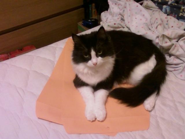Cat MTYyMDM4NA
