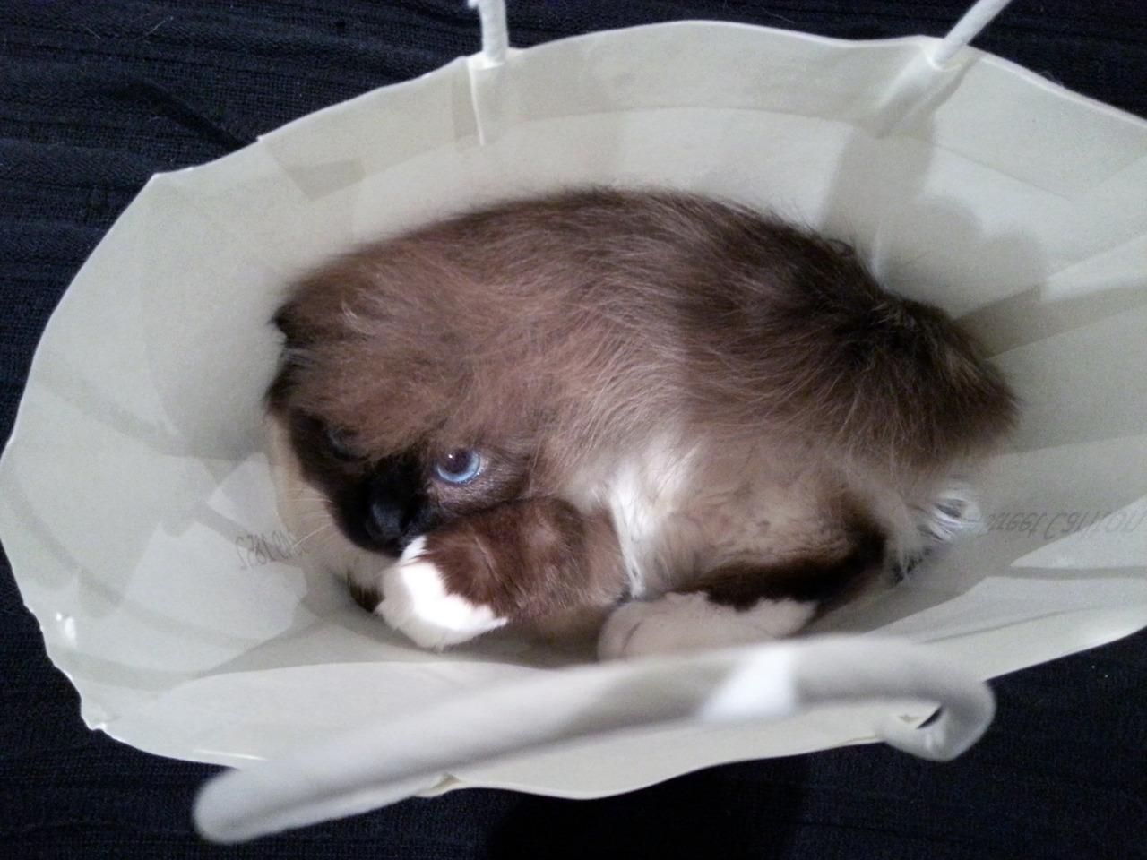 Cat MTYyMTA2NQ