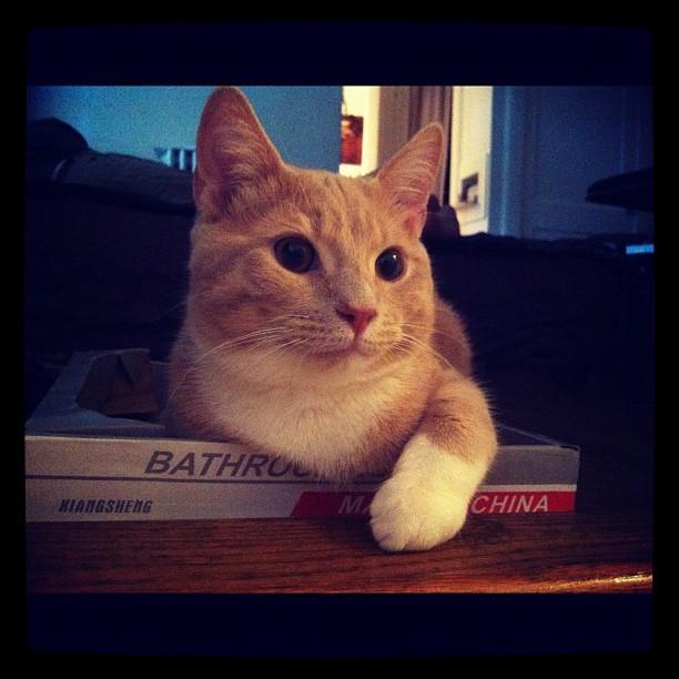 Cat MTYyMjg4OQ