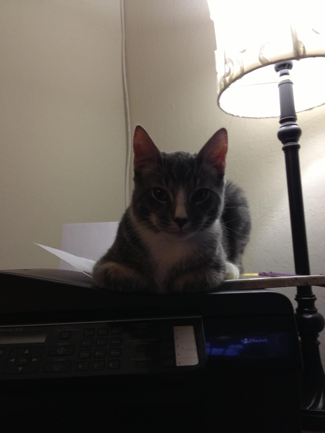 Cat MTYyMzkxOQ