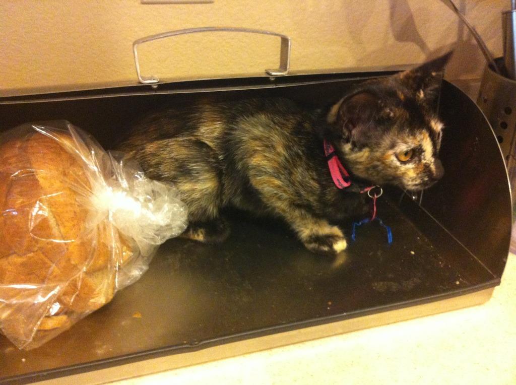 Cat MTYyNDU3Mg