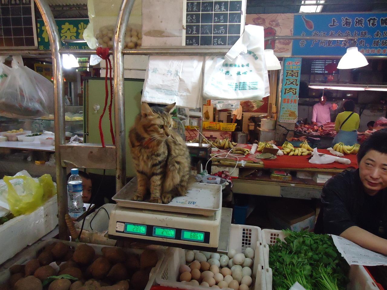Cat MTYyODkzNQ