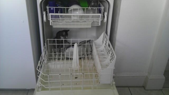 Cat MTYyOTYwNw
