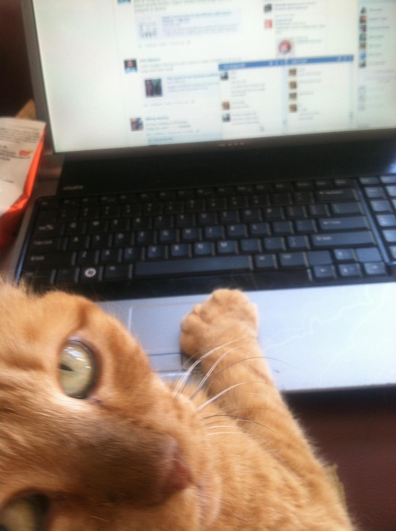 Cat MTYzMDM2OQ