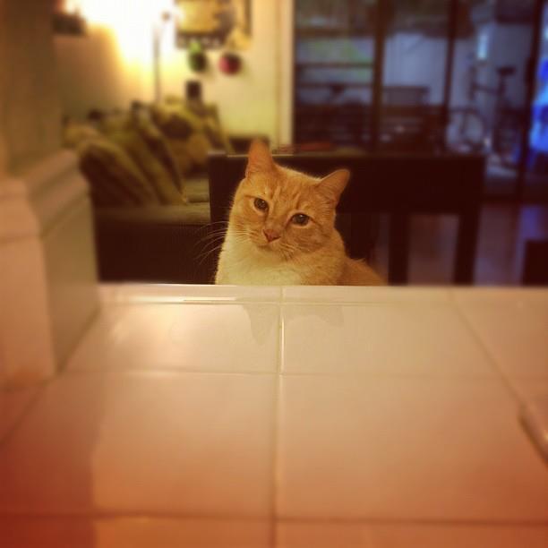 Cat MTYzMjQyNA