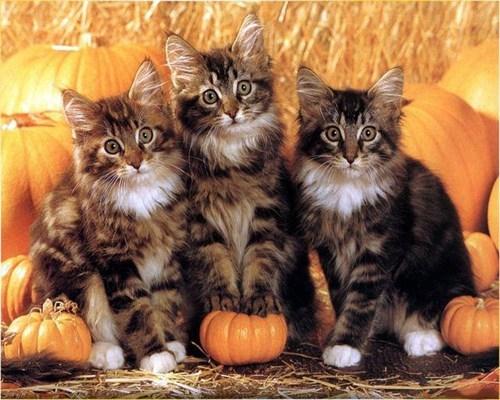 Cat MTYzMzA5OA
