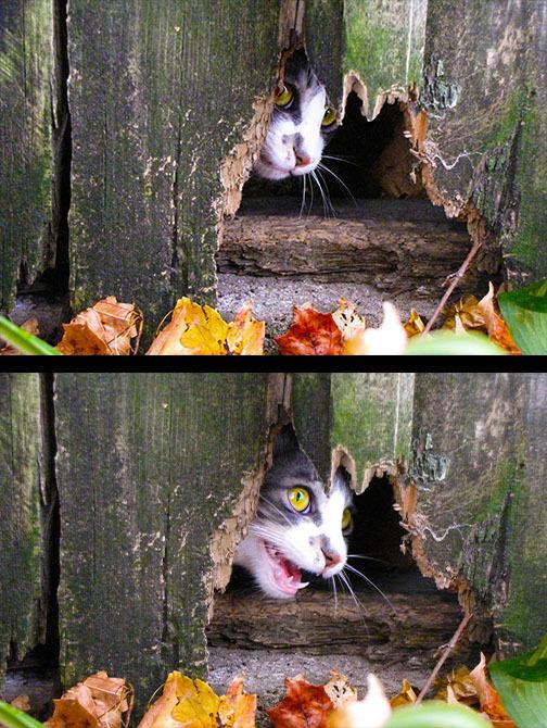 Cat MTYzNDQ0OA