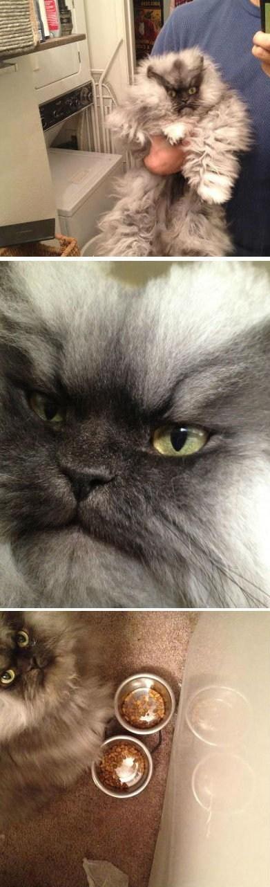 Cat MTYzOTMyMA