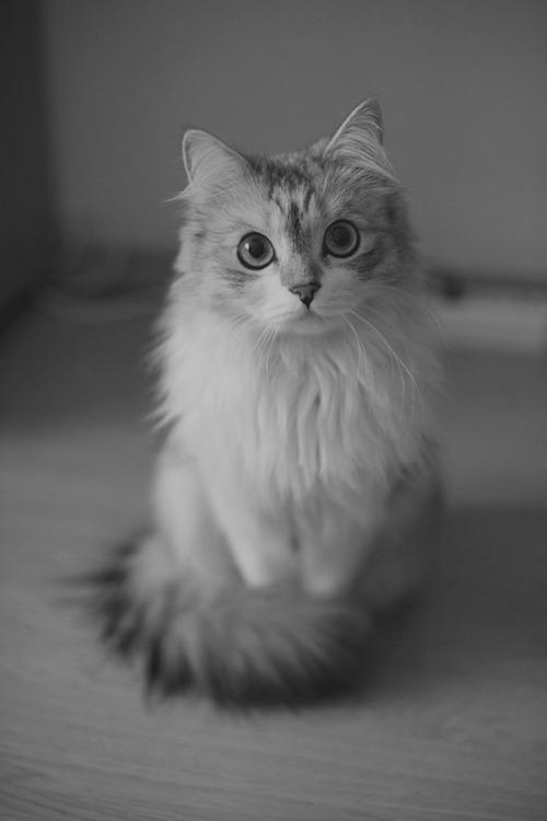 Cat MTc0NzIyNA